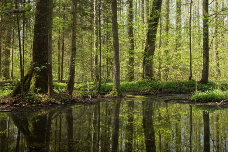 We Calculate, Reduce, and Offset Our Carbon Footprint